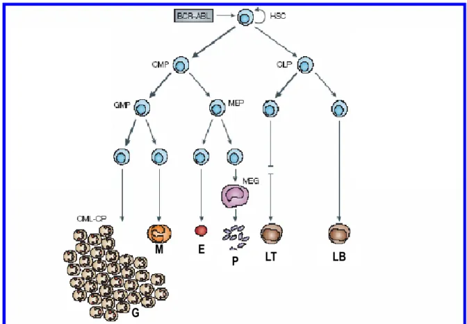 Figura 3. Rappresentazione   schematica   del   differenziamento   ematopoietico.   La   cellula  staminale   ematopoietica   BCR-ABL-positiva   genera   progenitori   mieloidi   che,   in   seguito   ad  ulteriori alterazioni genetiche, promuovono la prog