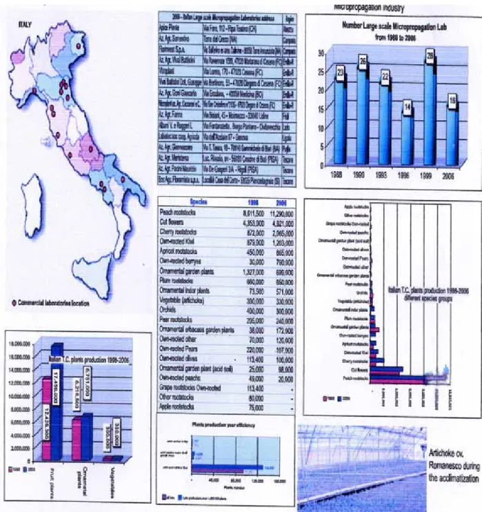 Fig. 2 I laboratori di micropropagazione w principali specie micropropagate in  Italia nel 2006 (Carmine et al., 2006) 