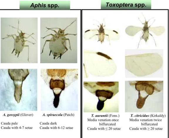 Fig 6. Morphological discrimination between CTV aphid vector species under compound  microscope 