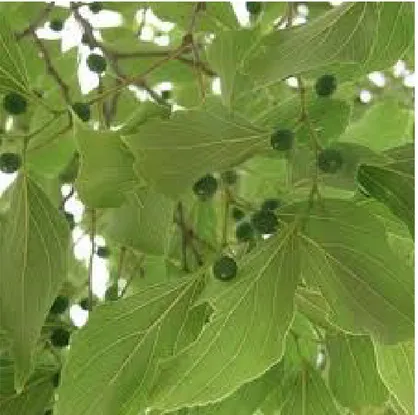 Fig. 3 Frutto  e foglia di Celtis africana 