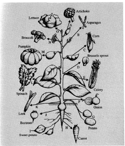 Figura  3 – Origine di alcuni ortaggi dai diversi tessuti della   pianta (Wills et al., 1998)