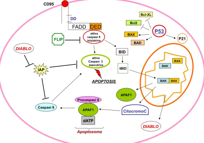 Fig. 5: Apoptosi: meccasismi molecolari 