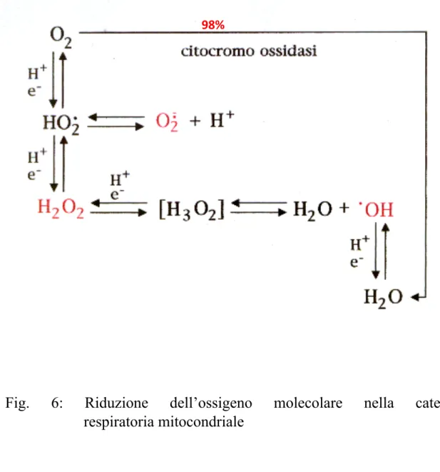 Fig.  6:  Riduzione  dell’ossigeno  molecolare  nella  catena     