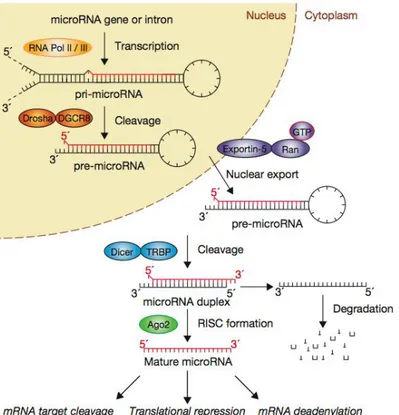 Fig. 1.1– La pathway della biogenesi dei miRNA. 