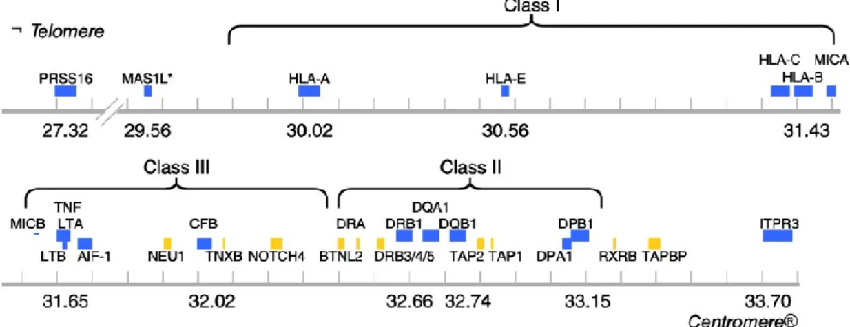 Figura 13. Mappa schematica della regione HLA e geni associati al T1DM (Immagine tratta 