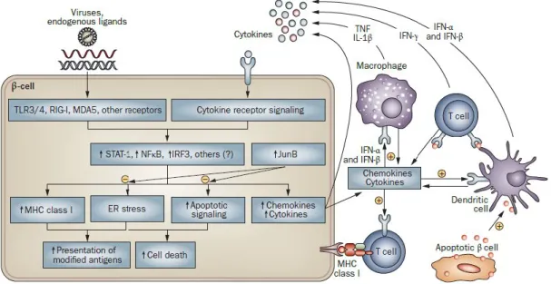 Figura  15.  Il  complesso  cross-talk  tra  β  cellule  pancreatiche  e  cellule  del  sistema  immunitario (Immagine tratta da [71])
