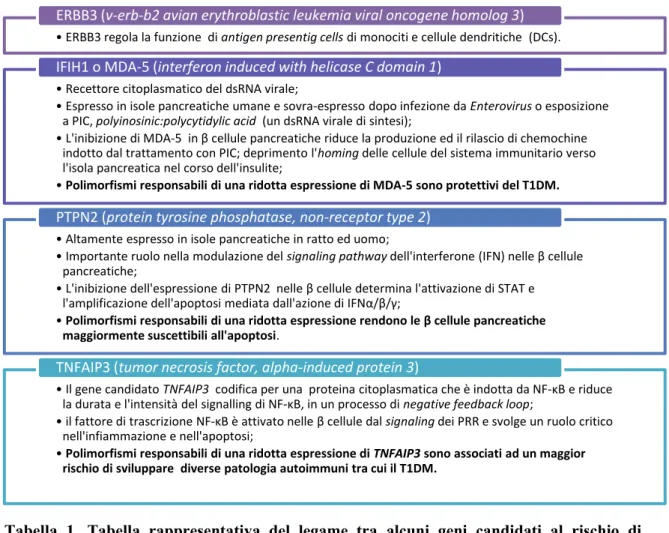 Tabella  1.  Tabella  rappresentativa  del  legame  tra  alcuni  geni  candidati  al  rischio  di  sviluppare T1DM e la funzione immunitaria
