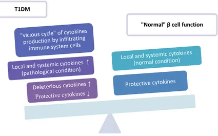 Figura  16.  Rappresentazione  schematica  del  ruolo  delle  citochine  nella  fisiologia  delle  β  cellule pancreatiche e nell’insorgenza del T1DM