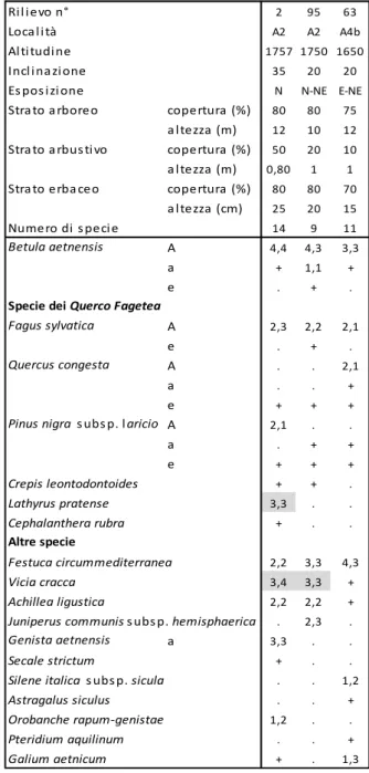 Fig.  20  -  Bosco  di  betulla  con  faggio.  Nelle  stazioni  più  fresche e con suolo più maturo il faggio riesce ad insediarsi  formando piccoli nuclei misti con la betulla.