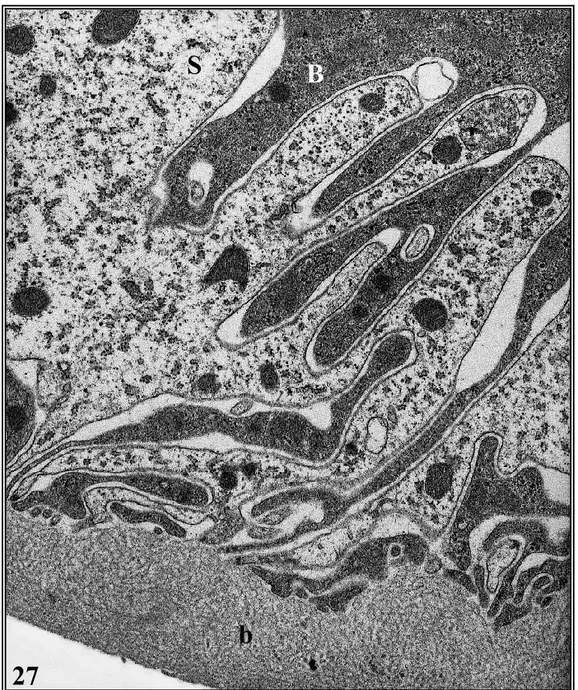 Fig.  27  -  Epatopancreas  di  individuo  non  trattato.  Armadillidium  vulgare; 