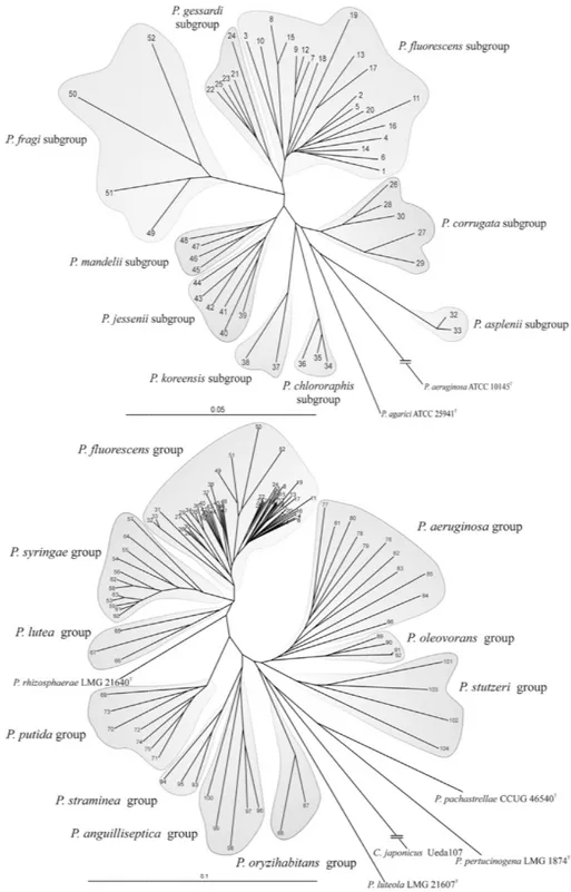 Fig. 1 - Phylogenetic tree (unrooted