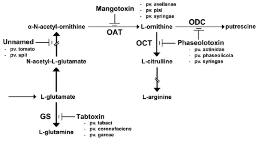 Fig. 3 - Schematic representation of the arginine-glutamine and polyamine biosynthesis pathways