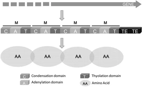 Fig. 5 - Schematic diagram showing the module and domain organization of a non ribosomal peptide synthetase (NRPS)