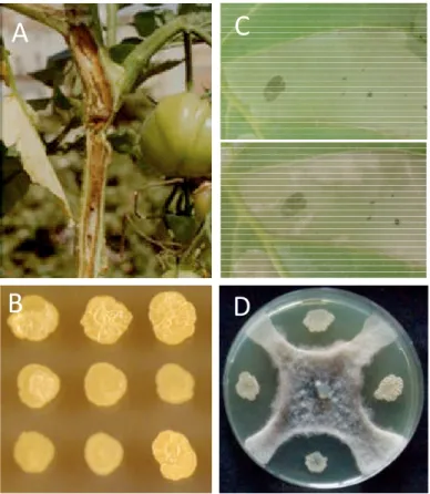 Fig. 8 – (A) Tomato stem showing typical TPN symptoms. (B) Colonies of P. corrugata and P.