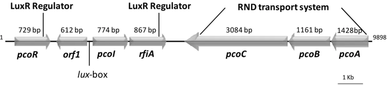 Fig. 11 - Gene map of a 9.8-kb DNA region of Pseudomonas corrugata CFBP 5454. The rfiA gene and pcoABC operon are localized downstream of the pcoI/R quorum-sensing system