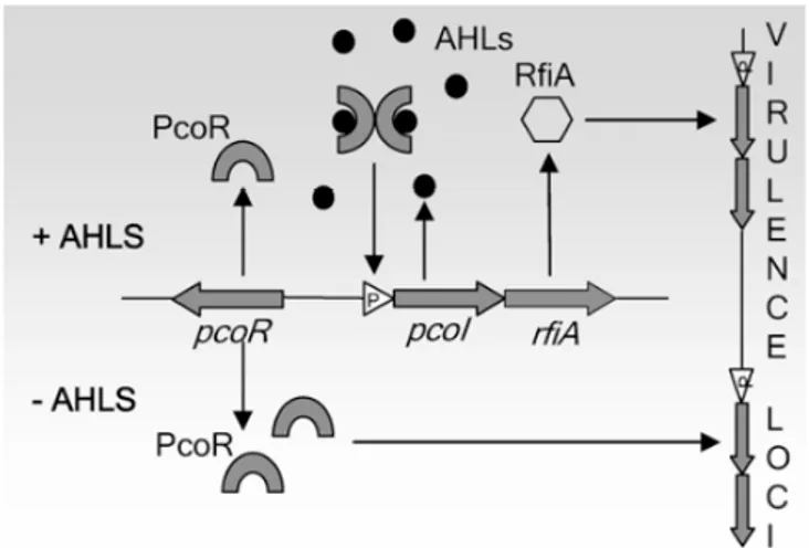Fig. 12 - Working model for acyl-homoserine lactone (AHL) quorum-sensing (QS) and RfiA involvement in Pseudomonas corrugata virulence