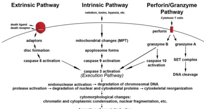 Figure 9. Schematic representation of apoptotic events (Elmore 2007) 