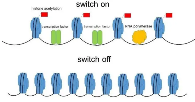 Figure 12. Histone acetylation and deacetylation 