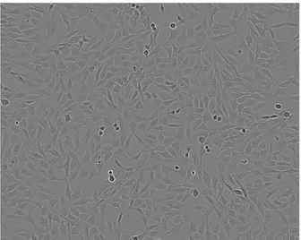 Figure 15. Image of 1321N1 cells. 