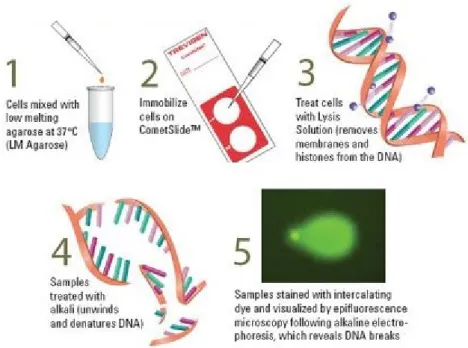 Figure 16. Comet assay 