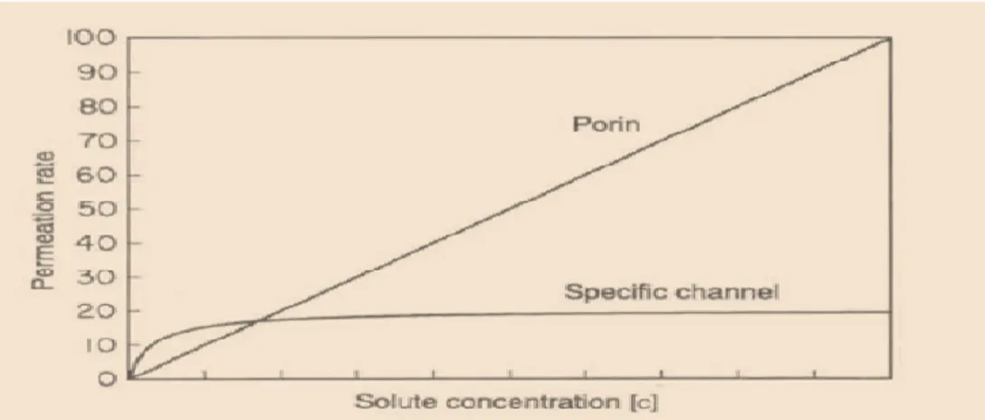 Figure  1.1.2:  Solute  diffusion  through  ponn  channels  and  specific  channels.  Initial  rates  of  solute  diffusion  from  a  compartment  filled  with  a  solution  of  concentration  [c]  into  a  compartment  tilled  with  water  are  plotted