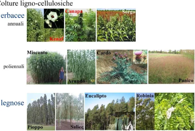Figura 2: Immagini rappresentative di colture ligno-cellulosiche 