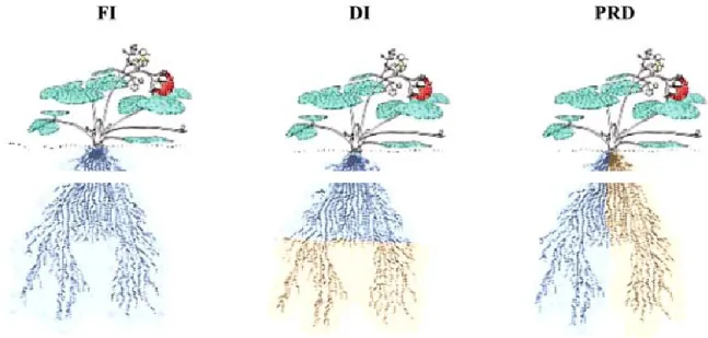 Figura 8. Rappresentazione schematica della FI, DI, e PRD (Davies e Hartung, 2004).  In origine, la strategia del PRD è stato applicato da Grimes et al