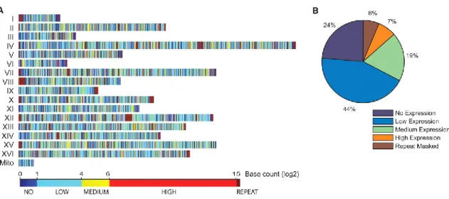 Figura  1.2.  Distribuzione  genomica  e  livello  dei  trascritti  del  genoma  di  S.cerevisiae