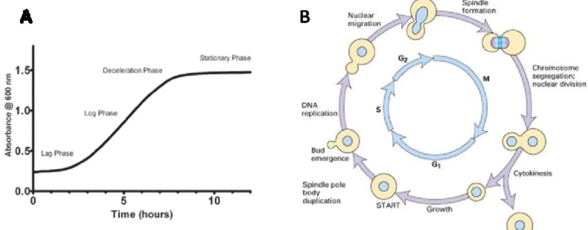 Figura 1.3. Fasi di crescita e ciclo cellulare di S.cerevisiae. A: Curva di crescita di una popolazione di lieviti 