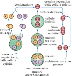 Figura  1.4  Rappresentazione  schematica  dei  due  tipi  di  riproduzione  di  S.cerevisiae,  in 