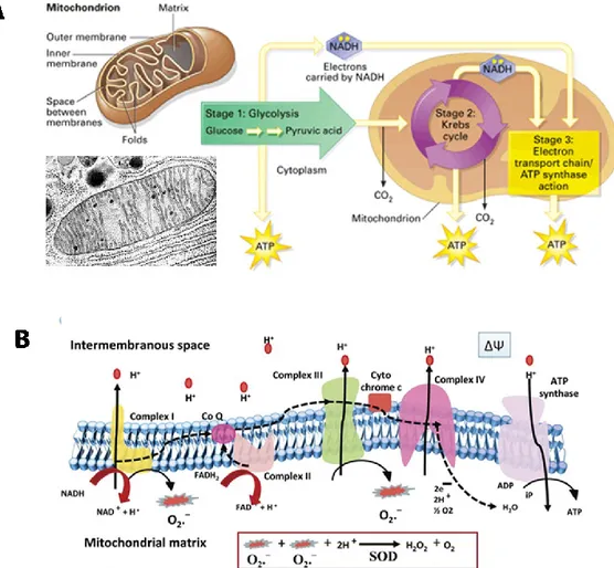 Figura  1.8.  Rappresentazione  della  struttura  dei  mitocondri  e  delle  reazioni  che  avvengono  al  suo  interno