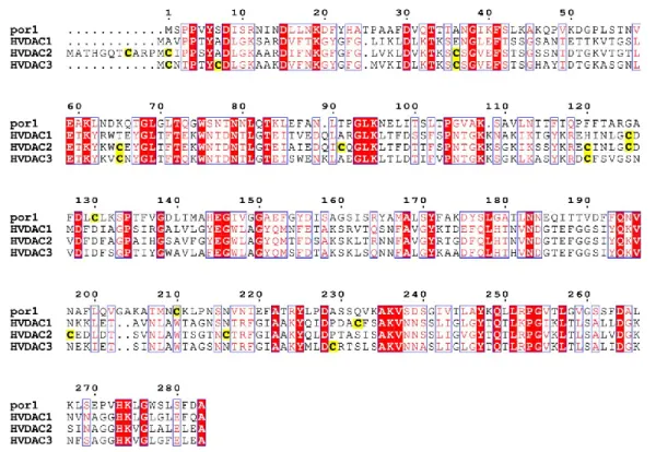 Figura  1.9.  Multiallineamento  delle  sequenze  amminoacidiche  di  VDAC1  di  lievito  (por1)  e  le  tre  isoforme  umane