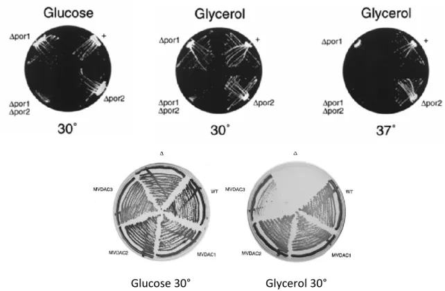 Figura 1.11: Saggi di complementazione su glucosio e glicerolo dei ceppi di S.cerevisiae mutanti deleti delle  porine  mitocondriali