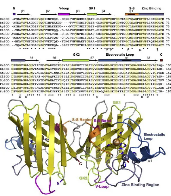 Figura  1.13:  Conservazione,  struttura  e  ripiegamento  della  proteina  SOD1.In  alto:allineamento  delle 