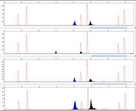 Fig. 14. Elettroferogramma esemplificativo dei profili ottenuti dai cloni generati mediante clonaggio del campione RPC3