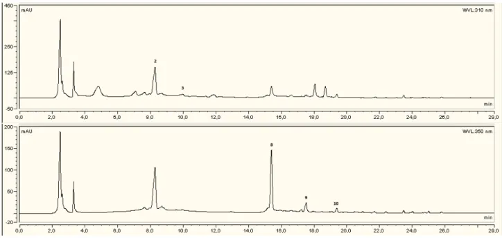 Fig. 22 - Cromatogrammi HPLC-UV/Vis di miele di cardo prodotto in purezza da ape nera sicula acquisiti a 310 nm  e 350 nm