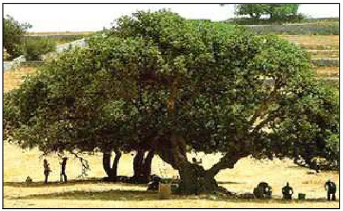 Figura 2. Chioma di un albero di carrubo . 
