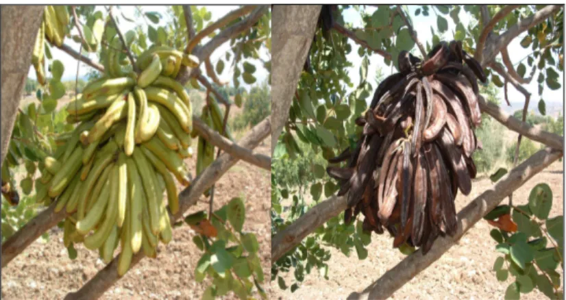 Figura 13. Frutti della cultivar “Racemosa” prima e dopo l’invaiatura. 