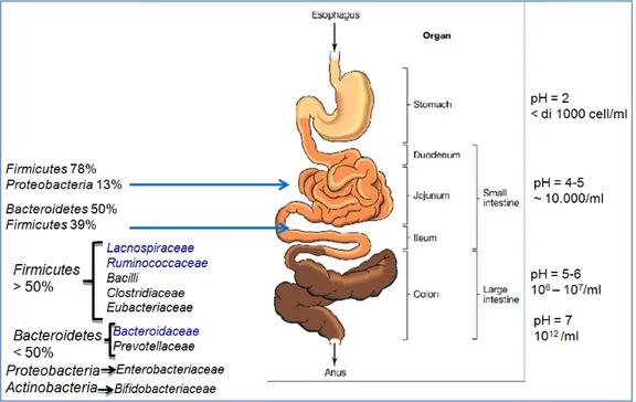 Figura 3 Distretti intestinali e microbiota. Modificata da [5]. 