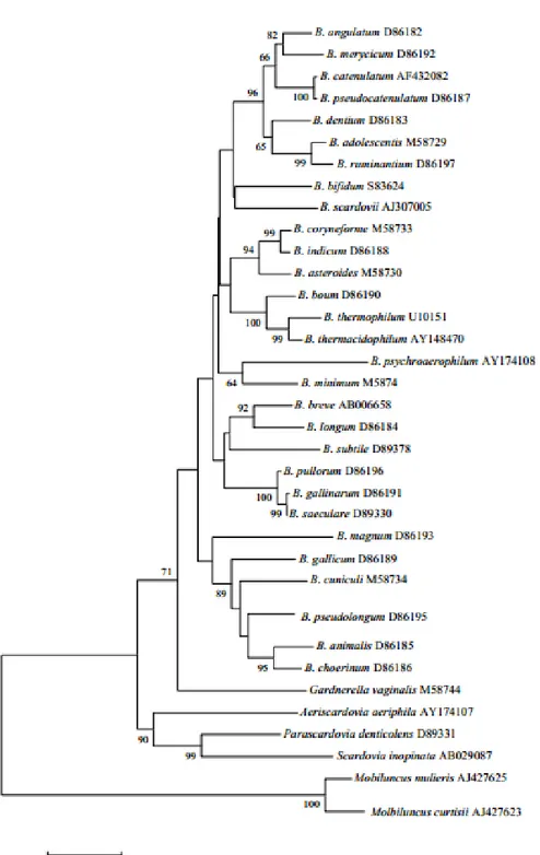 Figura 6 Albero filogenetico basato sull'analisi della sequenza del gene della 16S  rRNA che mostra la relazione tra le specie della famiglia delle Bifidobacteriaceae