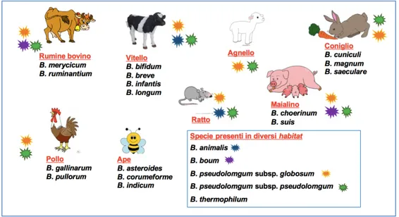 Figura 7 Specie di Bifidobacterium spp. presenti nell'animale. Modificata da [57].  