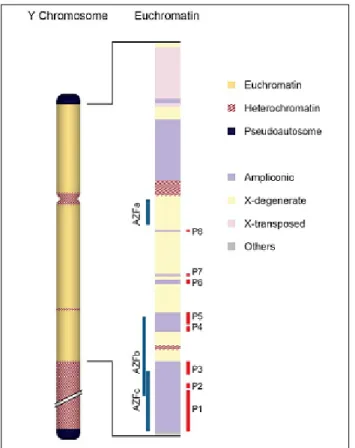 Fig. 4  Rappresentazione delle tre regioni AZF sull'eucromatina del cromosoma Y.  La  regione  AZFa è  localizzata  nella  regione  X-degenerata,  tutti  i  geni dell'AZFc  sono  localizzati  sulla  regione  ampliconica; i  geni  dell'AZFb  sono localizzat