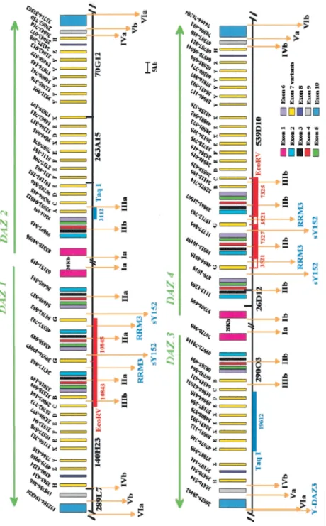 Fig. 6 Rappresentazione dei clusters della famiglia genica del DAZ