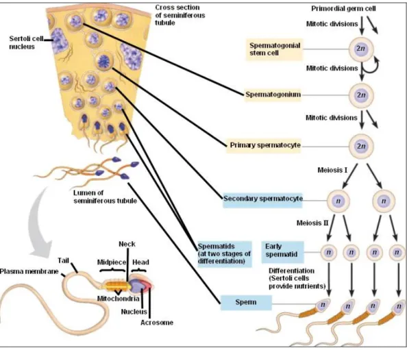 Fig. 1- Spermatogenesi