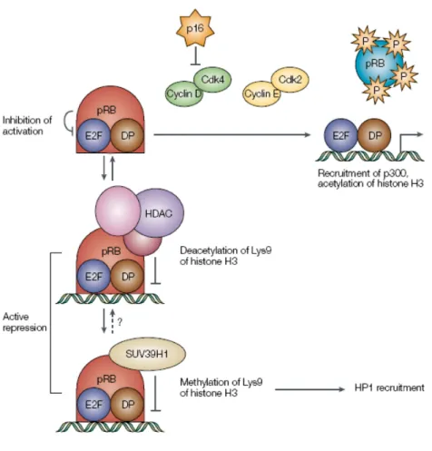 Figure 9. Mechanisms that control the activity of E2F repressors. The retinoblastoma protein is able to  bind the complex E2F/DP cells found in G0/G1 phase, through two possible mechanisms
