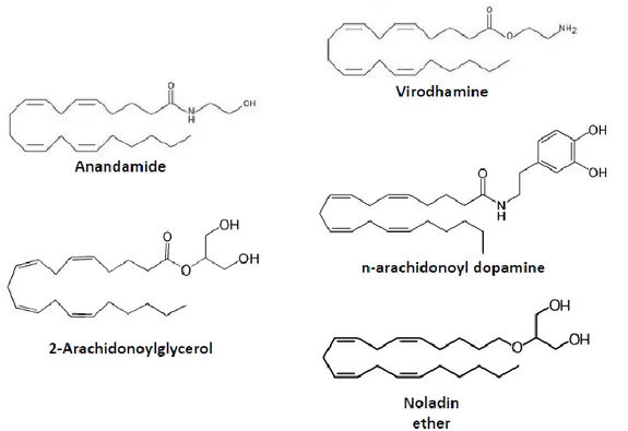 FIGURE  2  –  CHEMICAL  STRUCTURES  OF  ENDOGENOUS  MOLECULES  THAT  BIND  TO  THE  CANNABINOID  RECEPTORS 