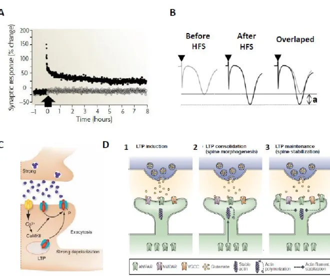 FIGURE 9 – LTP AT THE HIPPOCAMPAL CA1 EXCITATORY SYNAPSES