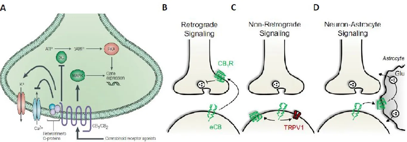 FIGURE 10 – CB1 RECEPTOR INTRACELLULAR SIGNALLING AND MODULATION OF SYNAPTIC FUNCTION