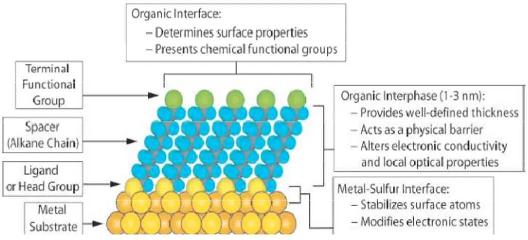 Figure  1.1.3:  A  schematic  diagram  showing  different  parts  of  a  self-assembled  monolayer on a metal surface