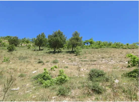 Figura  5.  Habitat  di  crescita  di  T.  paronychioides  in  località  Portella  del  Vento  (Rocca 